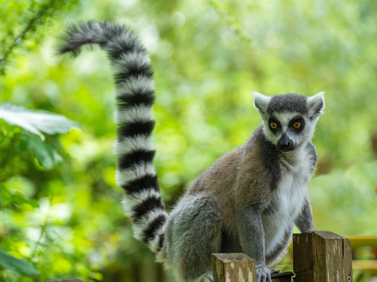 Locked Away - The Impact of Zoos on Biodiversity Conservation